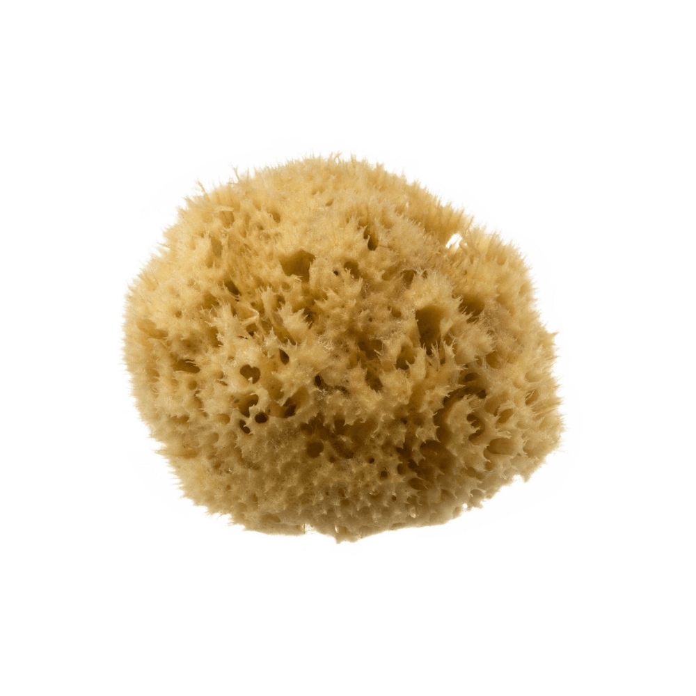 Hydrea 100% Natural Honeycomb Sea Sponge