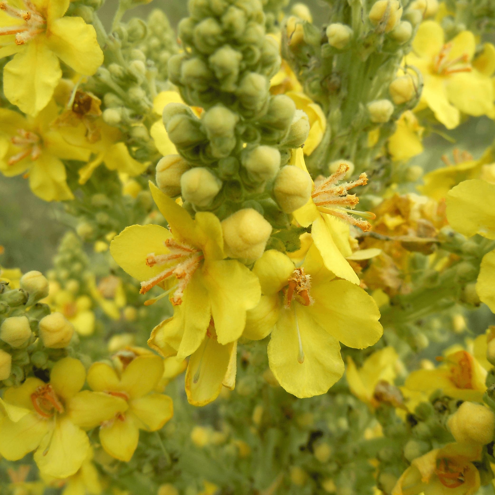 Dr Clare Mullein Loose Herb 100g